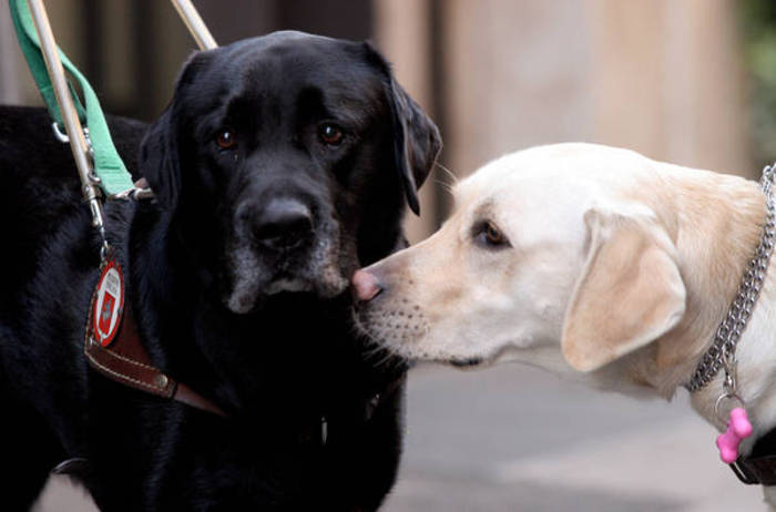 Brexit: viaggi a rischio per cani guida