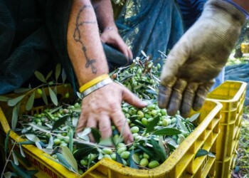 Campagna olio peggiore ultimi 10 anni