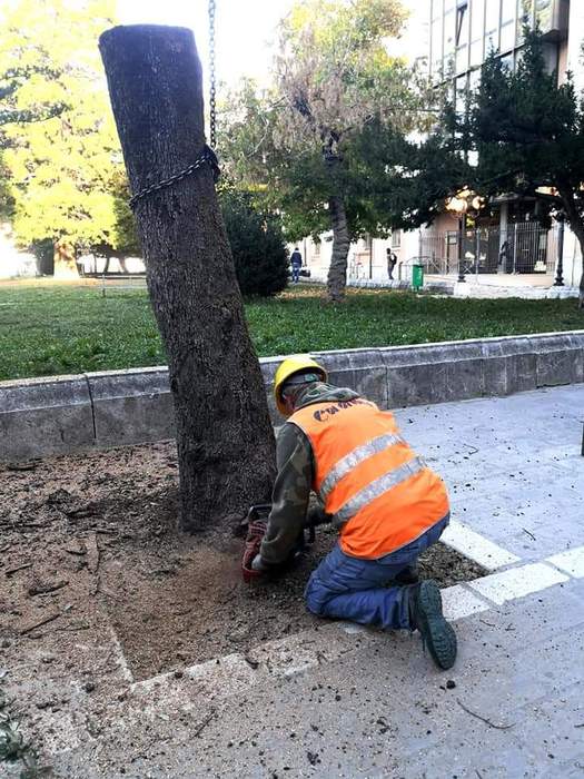 Campobasso, abbattuti alberi pericolanti