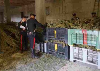 Capannone pieno di marijuana, un arresto