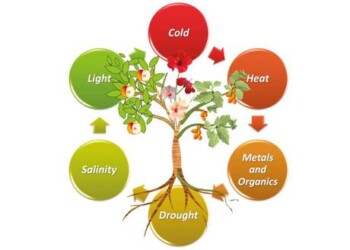 Clima bifronte, piccoli stress fanno bene alle piante