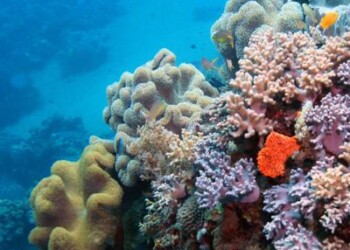 Clima: studio, coralli dimezzati intorno ad alcune isole Grande Barriera  