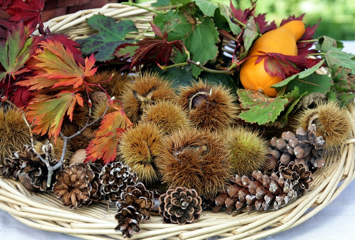Coldiretti,raccolto in calo del 30% per le castagne italiane