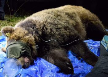 Con Barbara un nuovo passo per la tutela dell’orso marsicano