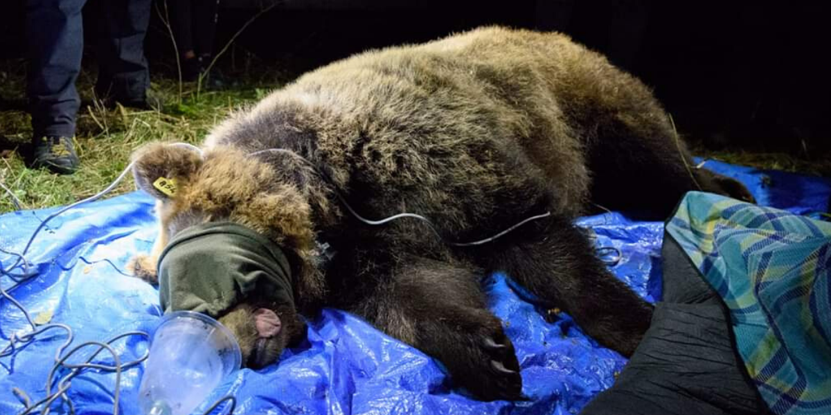 Con Barbara un nuovo passo per la tutela dell’orso marsicano