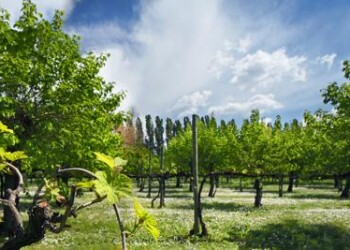 Dal riuso dei vinaccioli nasce olio alimentare 100% biologico 