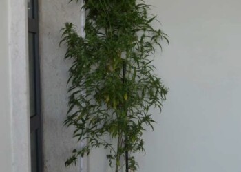 Droga: un arresto a Policoro