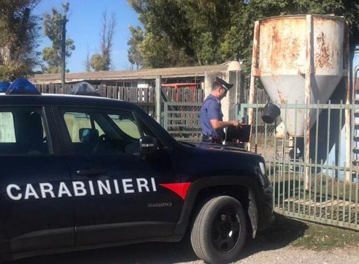 Due kg di marijuana nell’ovile, arrestato