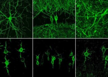 Fotografati i neuroni al lavoro