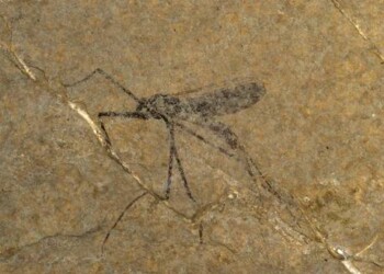 Gli insetti sono più antichi del previsto