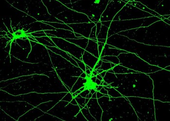 Il dialogo tra cervello e intestino si studia su chip