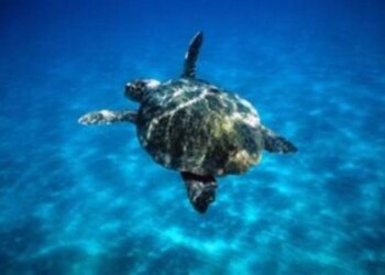 Ingoiò amo,torna in mare tartaruga Lenny