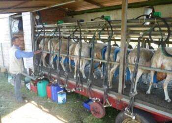 Latte: Centro studi, 1 €/litro possibile