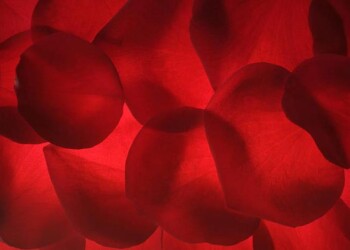 L’orgasmo femminile uno stratagemma dell’evoluzione