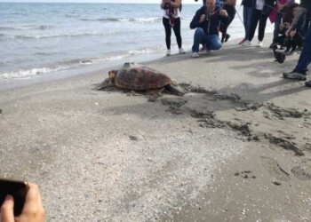 Maxi tartaruga Caretta torna in mare