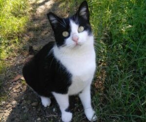 Messina: Mascherina è rimasta sola ,la sua compagna di giochi  è morta…