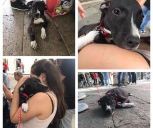 Messina:Lei è AURA, ha circa 3/4 mesi ed è un incrocio di molossoide