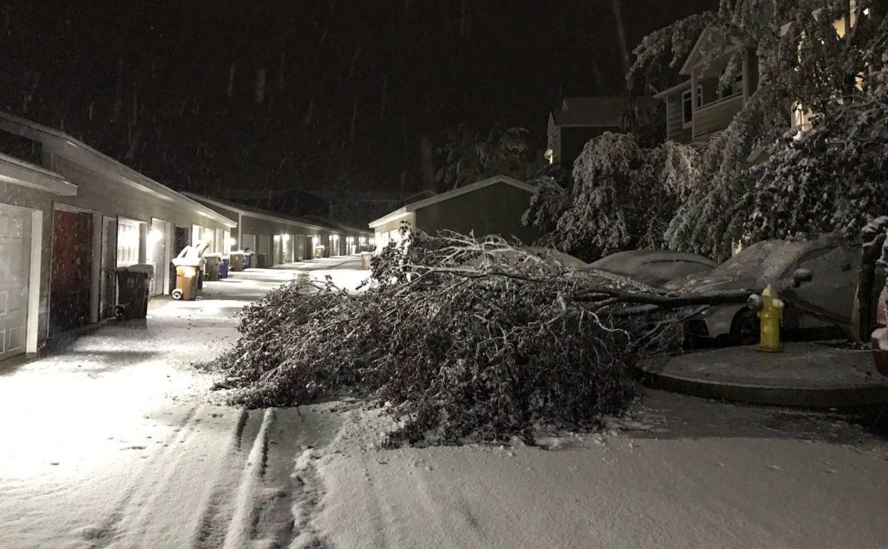 immagine 1 articolo meteo stati uniti bufere neve su alaska e washington