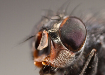 Moscerini Matusalemme grazie a un cocktail di lunga vita