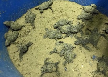 Nate prime tartarughine a Pesaro