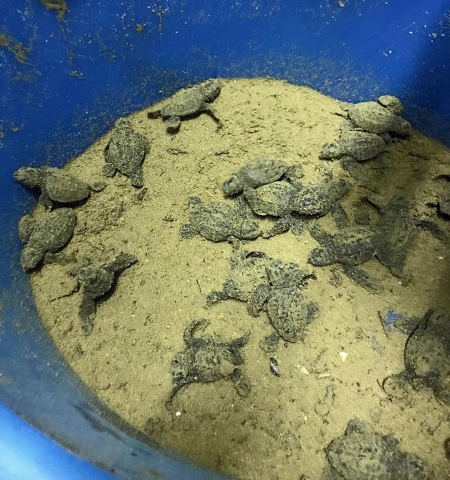 Nate prime tartarughine a Pesaro