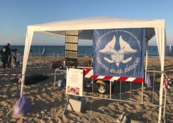 Nido Caretta caretta a Campomarino