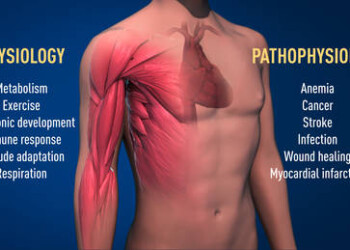 Nobel per la Medicina a Kailin, Ratcliffe e Semenza