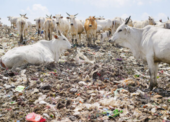 Olivo Barbieri. Mountains and Parks