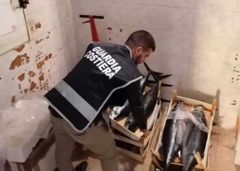 Pesca di frodo, Guardia costiera sequestra 150 chili di tonno