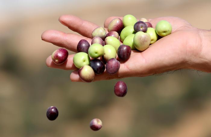 Quintali uva e olive rubati in Puglia, ronde di agricoltori