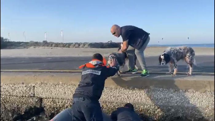 Recuperato un cane in mare a Ravenna