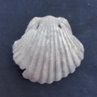 Riemerge la tomba della Pellegrina, un frammento di vita medievale a Roma