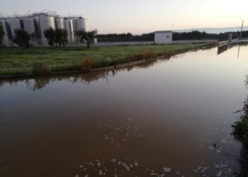 Sabotate 2 cantine nel Foggiano, persi 40mila ettolitri di vino