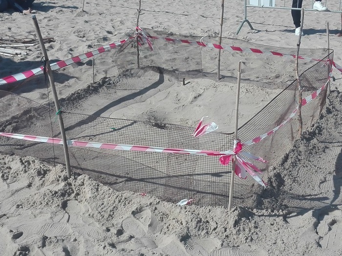 Scoperto nido tartarughe a Campomarino