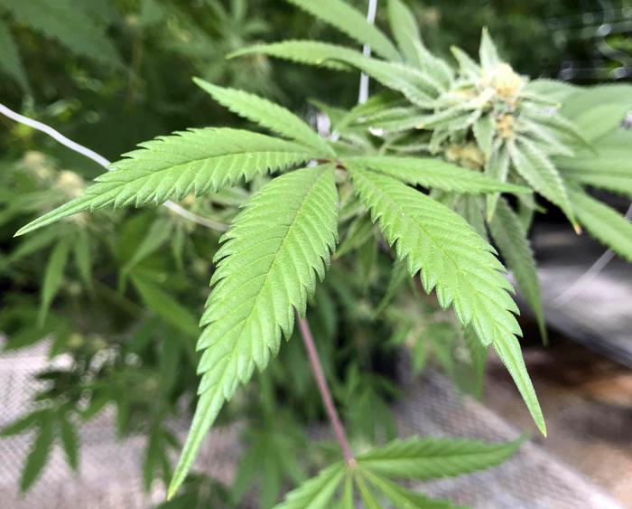 Serra marijuana in casa, un arresto Cc