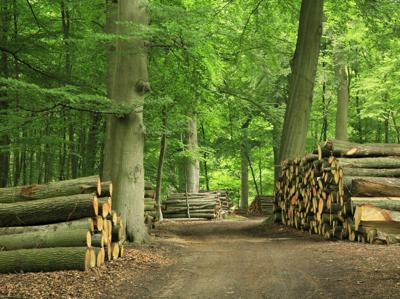 Calore dal legno, quando il riscaldamento è green