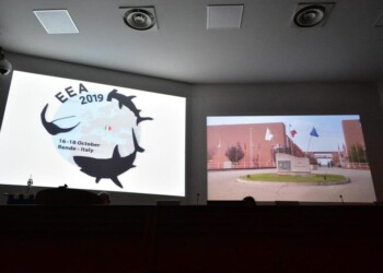 Squali, congresso mondiale all’Unical