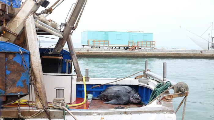 Tartaruga Liuto recuperata nel Ravennate