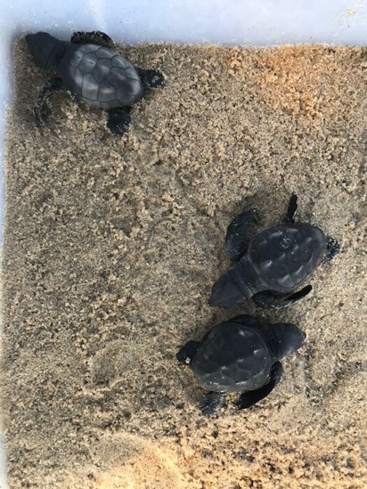 Tartarughe a Campomarino,54 uova in nido