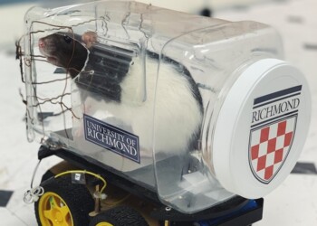 Topi guidano una mini-auto e lo trovano rilassante