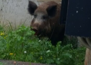 Ucciso da cinghiale, condannata Regione