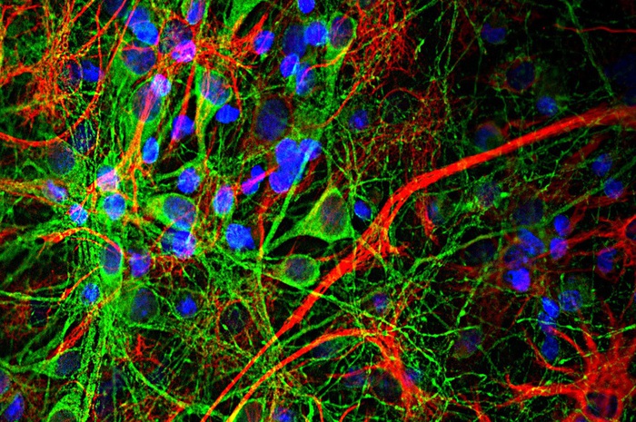 Una ‘danza’ scandisce vita e morte dei neuroni