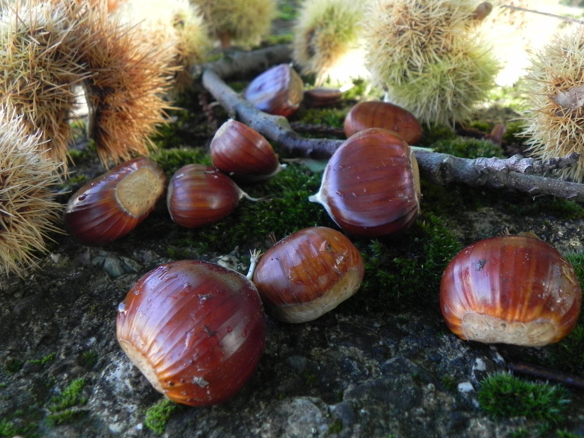 #AmiatAutunno: castagne e zucche protagoniste nel fine settimana di Ognissanti
