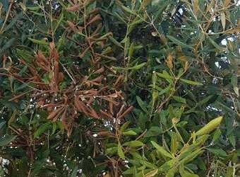 Xylella: 73 casi a Taranto e Brindisi