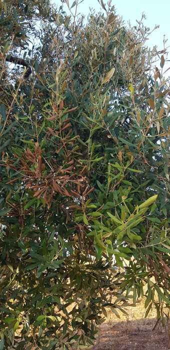 Xylella: 73 casi a Taranto e Brindisi