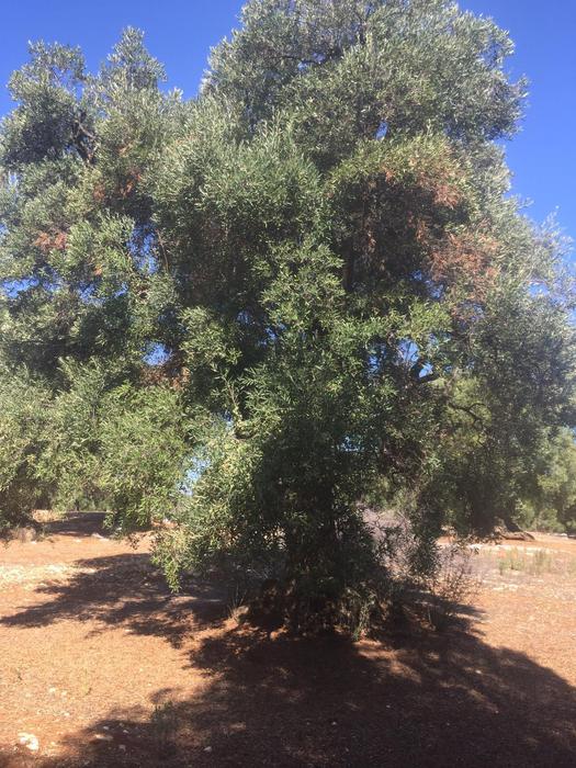 Xylella: consigliere Puglia,a Ostuni albero infetto-fantasma