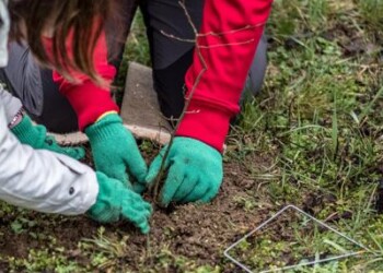 Ambiente: al via ‘Ancora Natura’, le foreste rinascono dopo tempesta Vaia  
