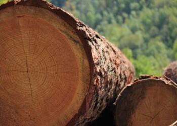 Ambiente: Pefc Italia, ‘a rischio il mondo delle foreste’  