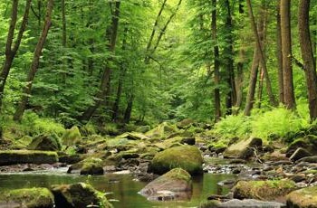 Ambiente: perdita di biodiversità costa fino a 145mila mld di dollari l’anno
 