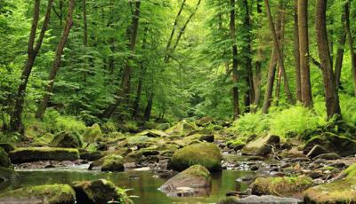 Ecco quanto ci costa la perdita di biodiversità